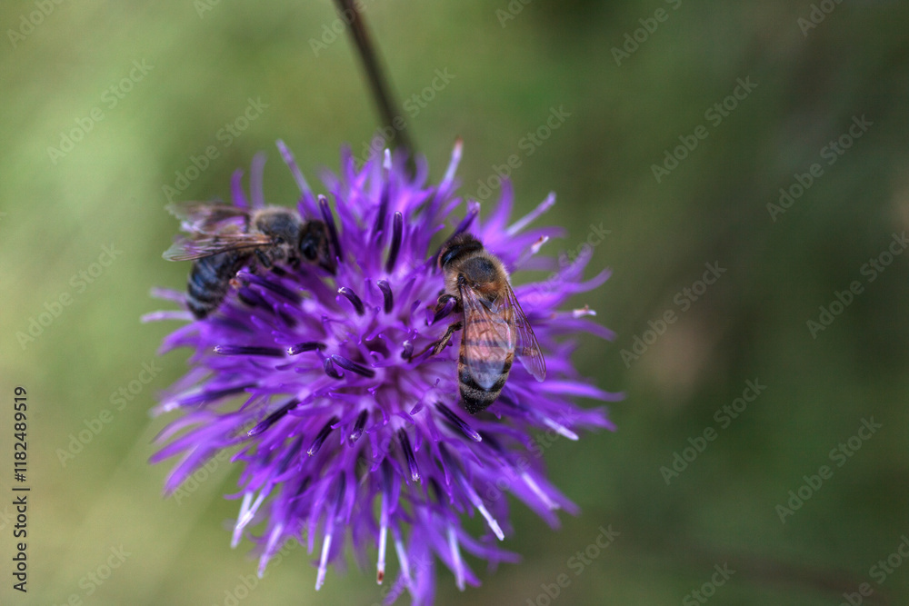 European Honey Bee on Greater Knapweed Centaurea, Meadow of Tribil, Italy European Honey Bee on Greater Knapweed Centaurea, Meadow of Tribil, Italy