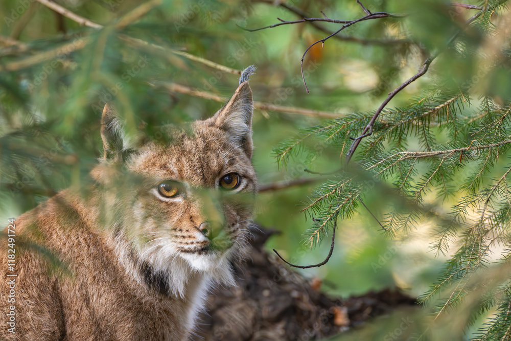 Obraz premium Luchs