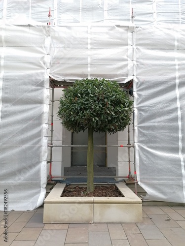 Green tree against the background of a building under construction