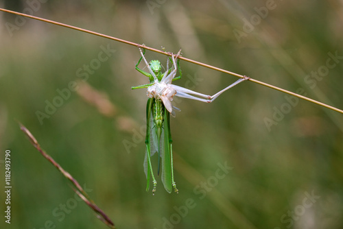 Female grasshopper sits on grass immediately after molting