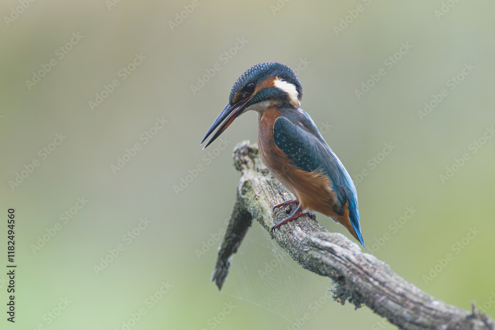 Obraz premium Eisvogel