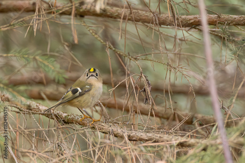 Wintergoldhähnchen photo