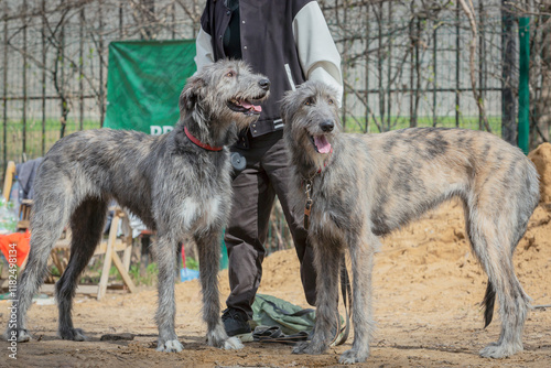 Irish wolfhounds outdoor on dog show at summer