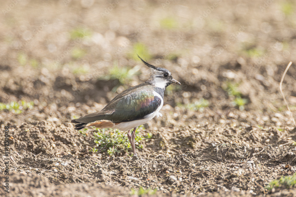 Kiebitz bei der Balz