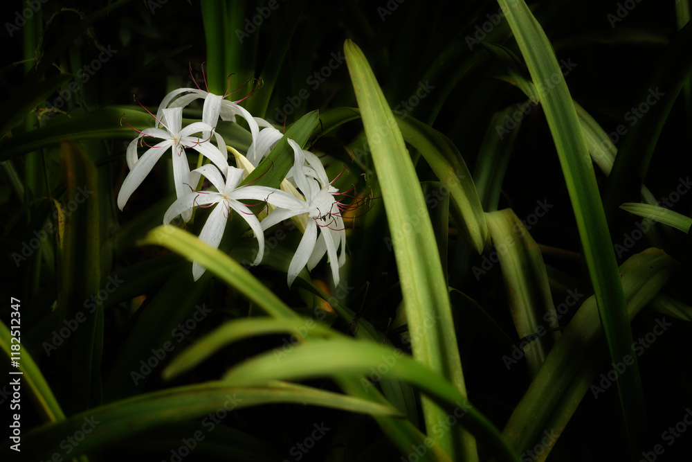 Obraz premium Armand Bayou Nature Center Pasadena, Texas, USA