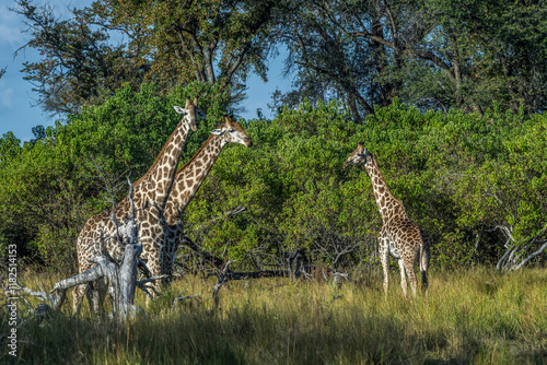 Photography Africa, Botswana, Okavango Delta