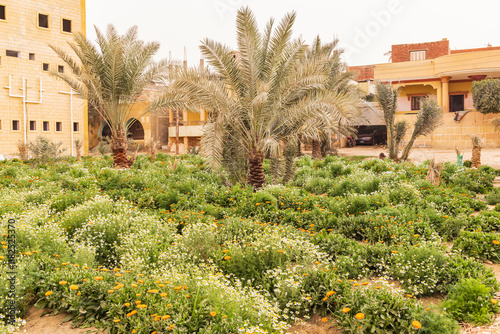 Faiyum, Egypt. Egyptian garden growing for marigolds and chamomile for harvest. photo