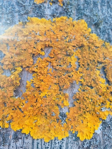 yellow lichen on a tree close-up