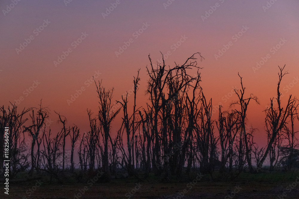 Naklejka premium Africa, Kenya, Amboseli National Park. Silhouettes of dead trees at sunset.