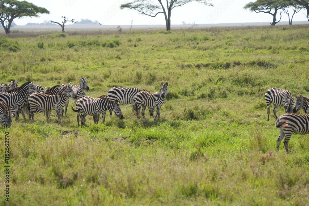 Obraz premium herd of zebras on the plains of the serengeti savannah, serengeti national park tanzania