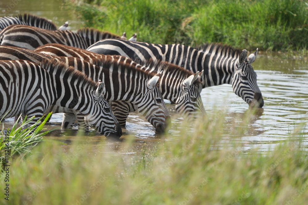 Fototapeta premium wallpaper background portrait of a group of zebras drinking water in the serengeti national park, art and abstract lay out