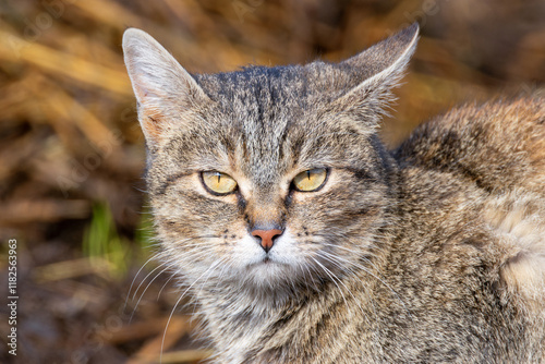 feral tabby cat portrait photo