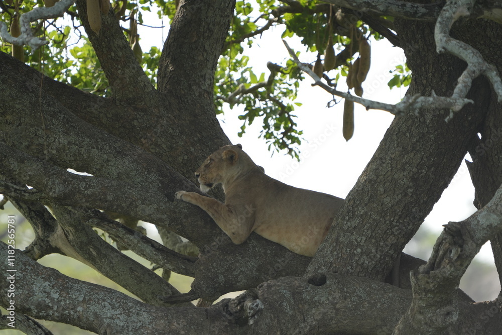 lioness chilling and laying in the tree in the serengeti national park tanzania, relaxed lion female lioness chilling and laying in the tree in the serengeti national park tanzania, relaxed lion female