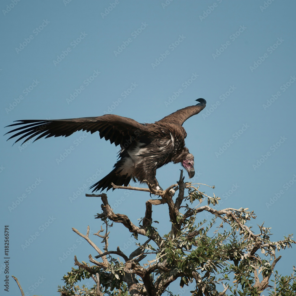 Fototapeta premium Kenya. Masai Mara. Lappet-faced vulture.