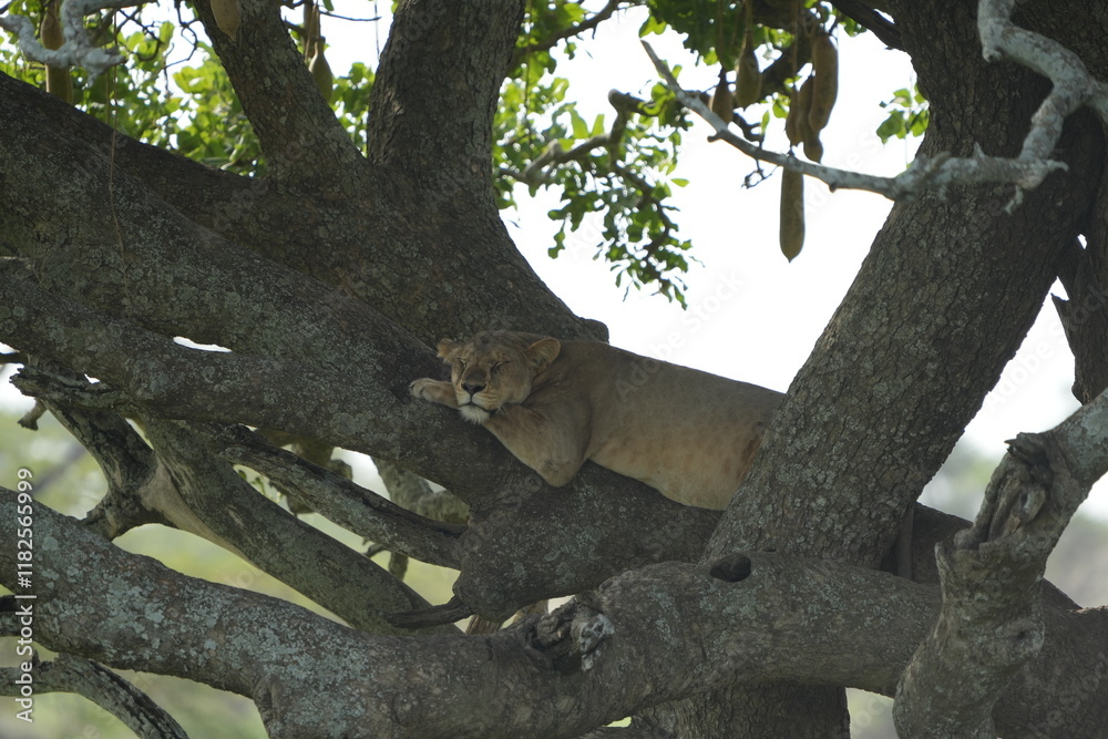 lioness chilling and laying in the tree in the serengeti national park tanzania, relaxed lion female lioness chilling and laying in the tree in the serengeti national park tanzania, relaxed lion female