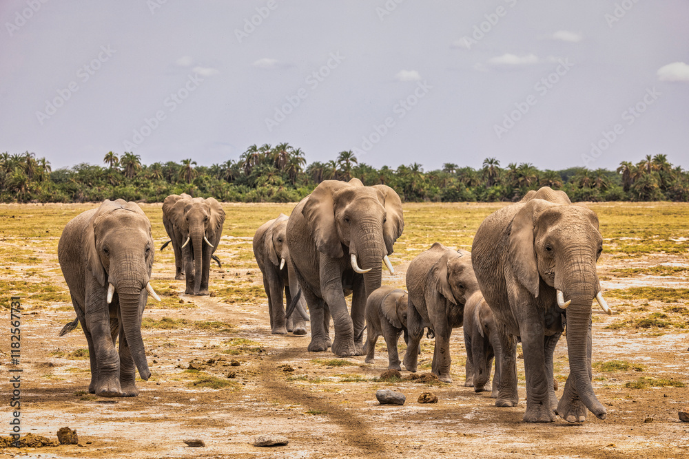 Fototapeta premium Elephant train Amboseli National Park Africa