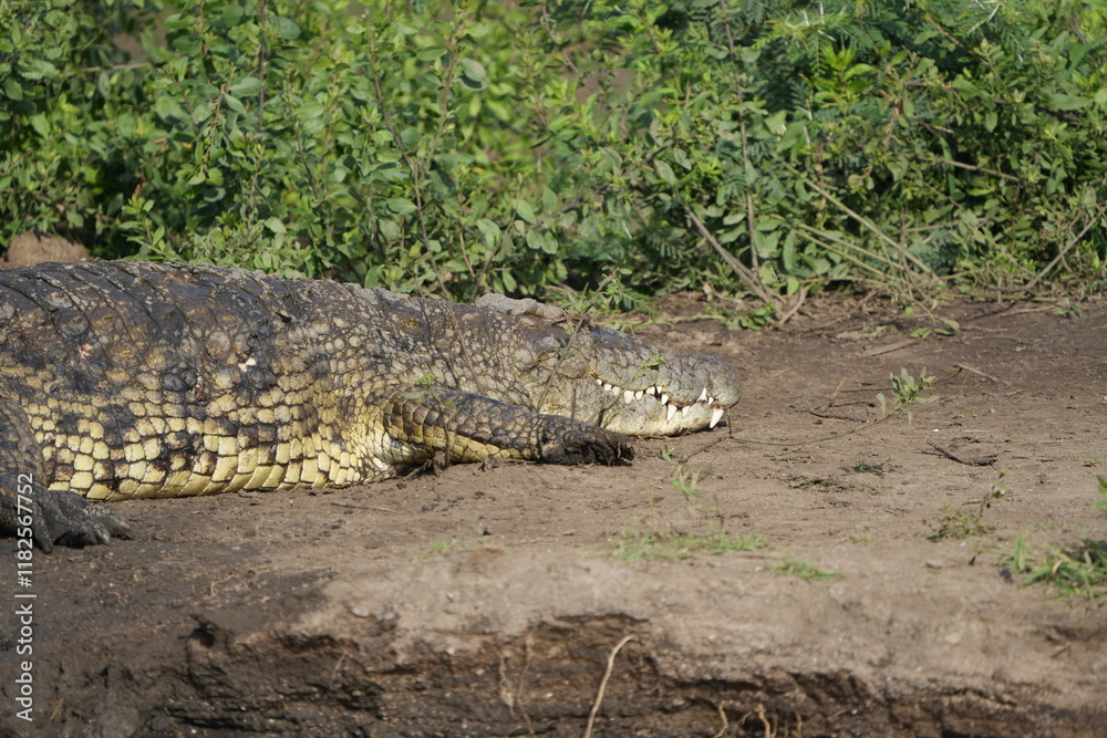 Fototapeta premium nile crocodile on the edge of a hippo pool in the serenget national park tanzania