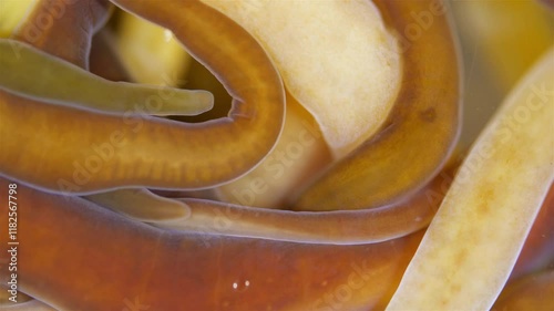 Different Nemertea worms under microscope. Amphiporus lactifloreus, Lineus ruber, Lineus viridis. Predators, tapeworms that secrete large amounts of mucus. White Sea photo