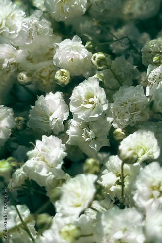 white flowers in the garden