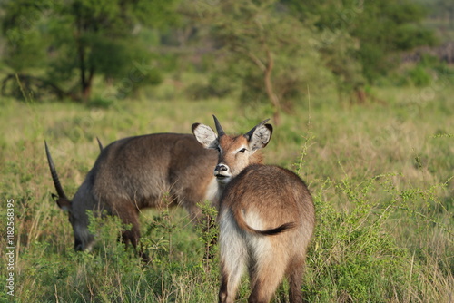 portrait of a waterbuck looking over its shoulder and staring into the camera, waterbuck, serengeti national park tanzania wallpaper