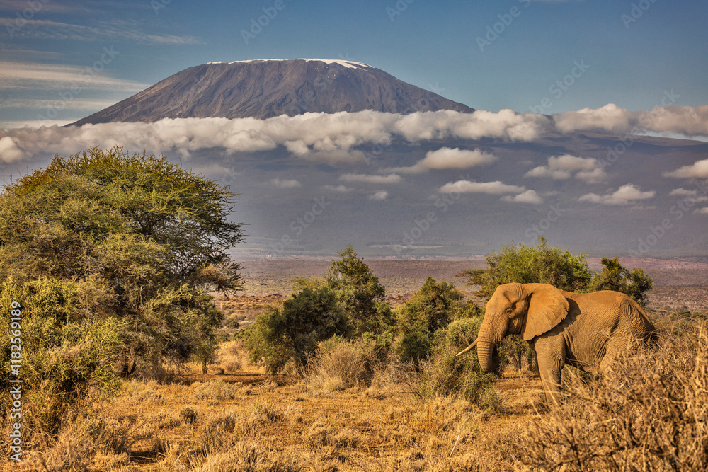 Fototapeta premium Kilimanjaro in morning with Elephant, Amboseli National Park, Africa