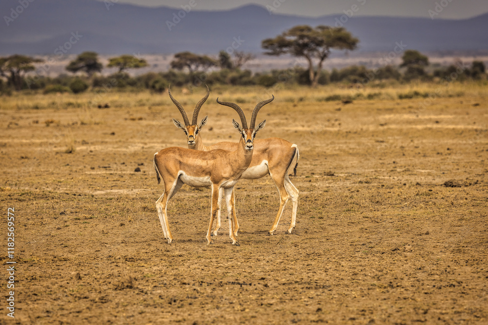 Naklejka premium Impalas Browsing, Amboseli National Park, Africa