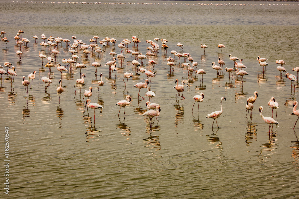 Fototapeta premium Flamingos, Amboseli National Park, Africa