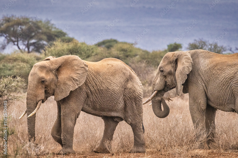 Fototapeta premium Amboseli elephant, Amboseli National Park, Africa