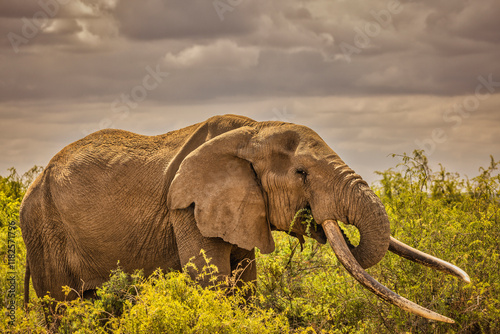 Craig the Elephant, largest Amboseli elephant, Amboseli National Park, Africa