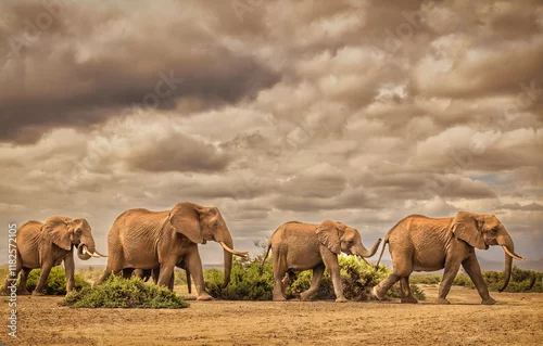 Obraz Elephant family, Amboseli National Park, Africa