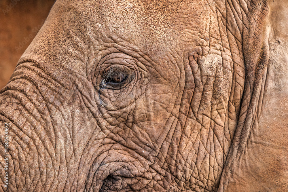Fototapeta premium Red Elephant, Tsavo West National Park, Africa