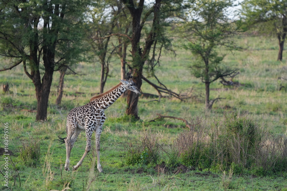 Fototapeta premium Young Giraffe Walking Across the Plains of Serengeti National Park, Tanzania