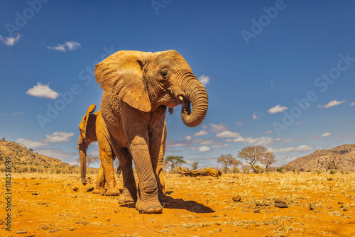 Baby elephant, Tsavo West National Park, Africa photo