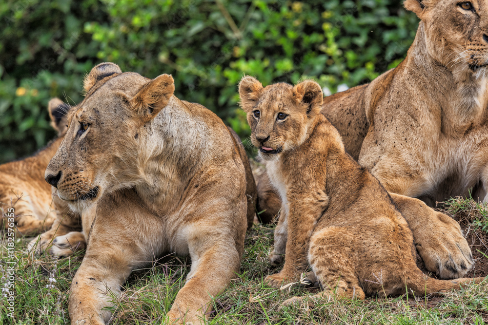 Color stock image of Lions, Nairobi National Park Color stock image of Lions, Nairobi National Park