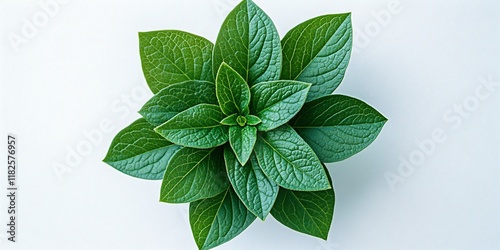 Lush green plant, overhead view, white background. Nature imagery for eco-design photo