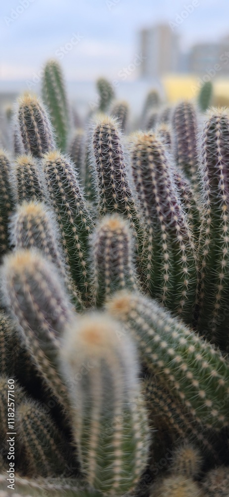 Cactus in winter Cactus in winter