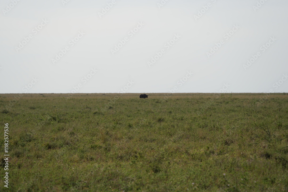Naklejka premium portrait of a black rhino, black rhinoceros (Diceros bicornis) in the serengeti national park tanzania (zwarte neushoorn)