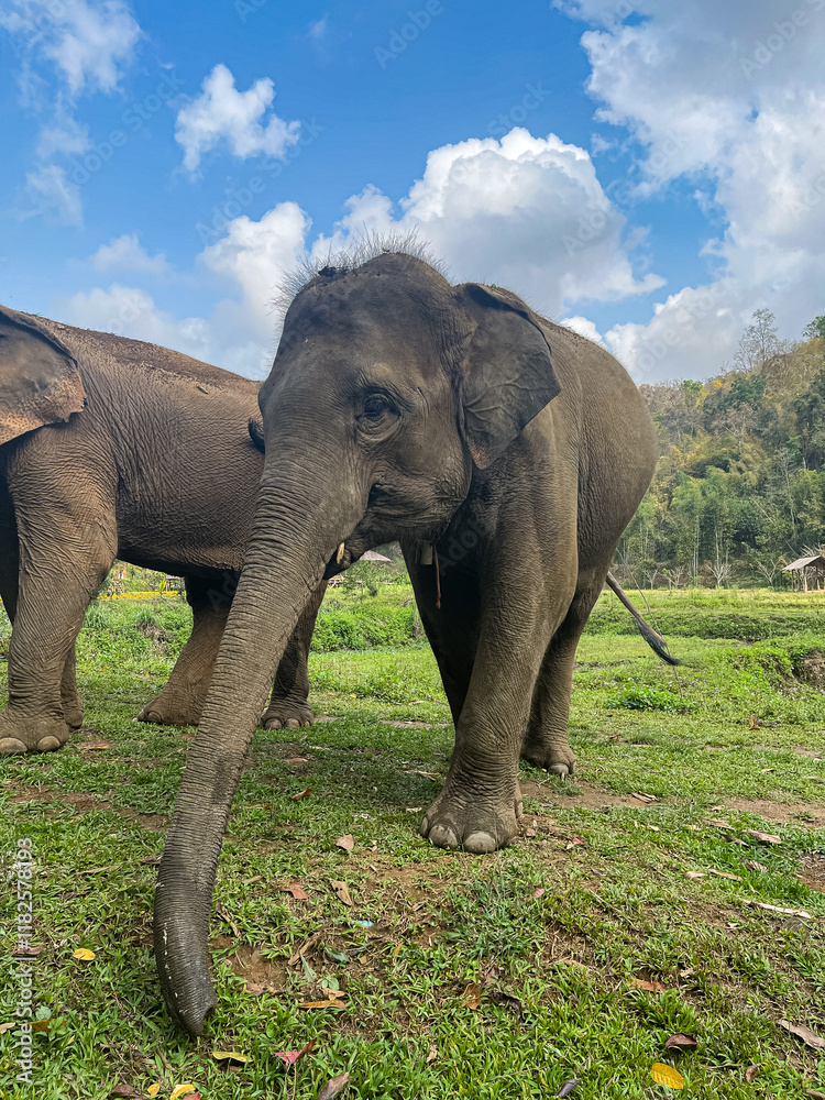 Obraz premium Thai elephant