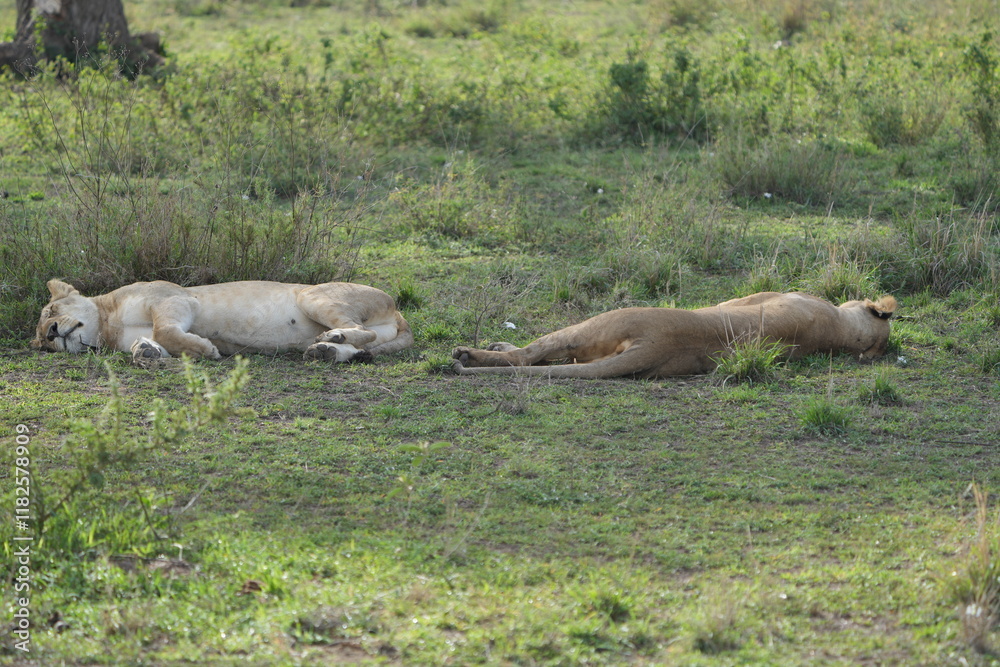 lioness sleeping after a good meal in the serengeti national park, tanzania