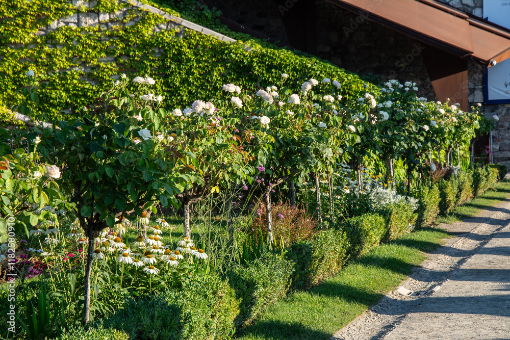 Obraz premium Blossom of white rose flowers growing in rosarium in public garden