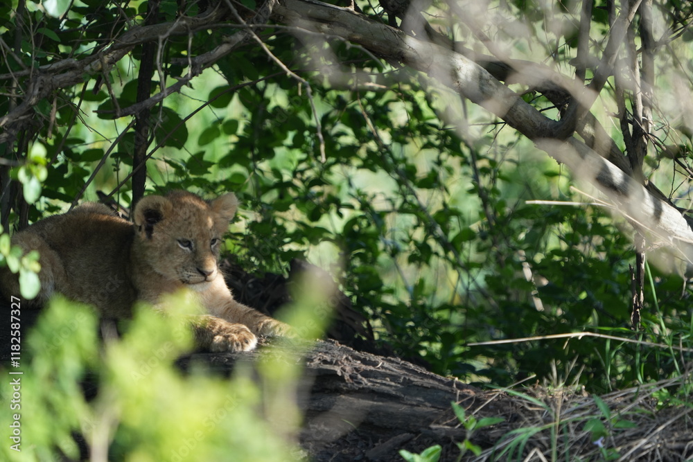 baby lions (lion cub) hiding under foliage and sitting on a rock, tranquil cute background, wallpaper baby lions (lion cub) hiding under foliage and sitting on a rock, tranquil cute background, wallpaper