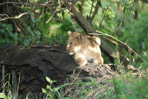 pair of baby lions (lion cubs) hiding under foliage and sitting on a rock, tranquil cute background