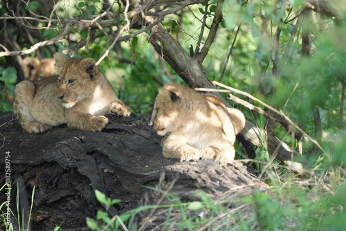 pair of baby lions (lion cubs) hiding under foliage and sitting on a rock, tranquil cute background