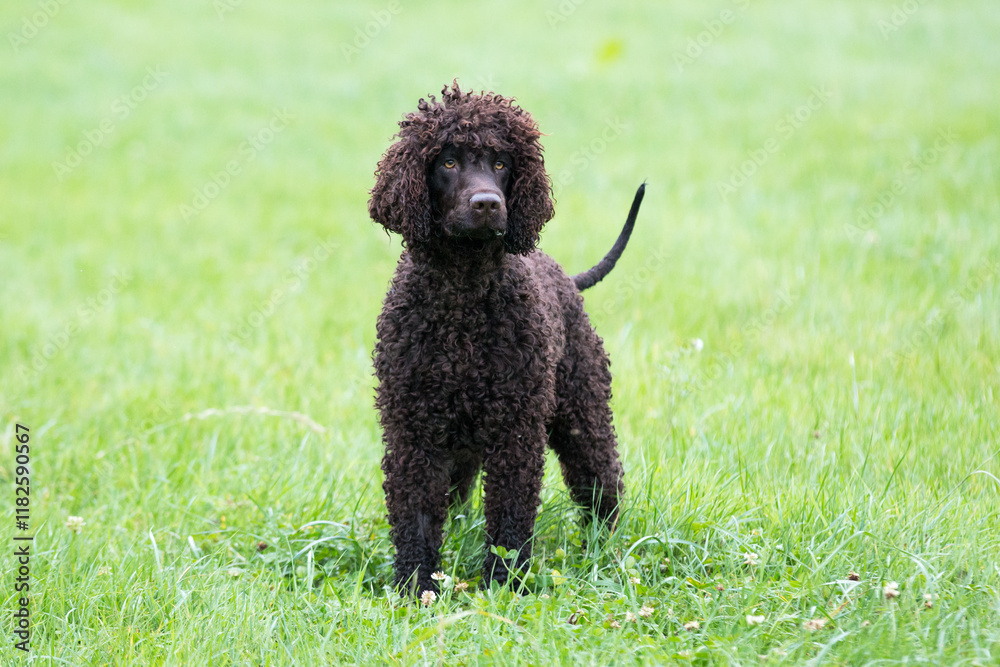 Irish Water Spaniel
