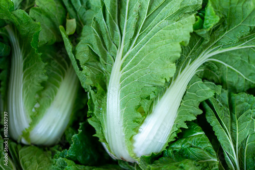 Multiple bundles of raw organic napa cabbage heads for sale at a farmer's market. The green harvested crinkled oblong plants are edible. The produce is called Chinese cabbage and similar to lettuce.  photo