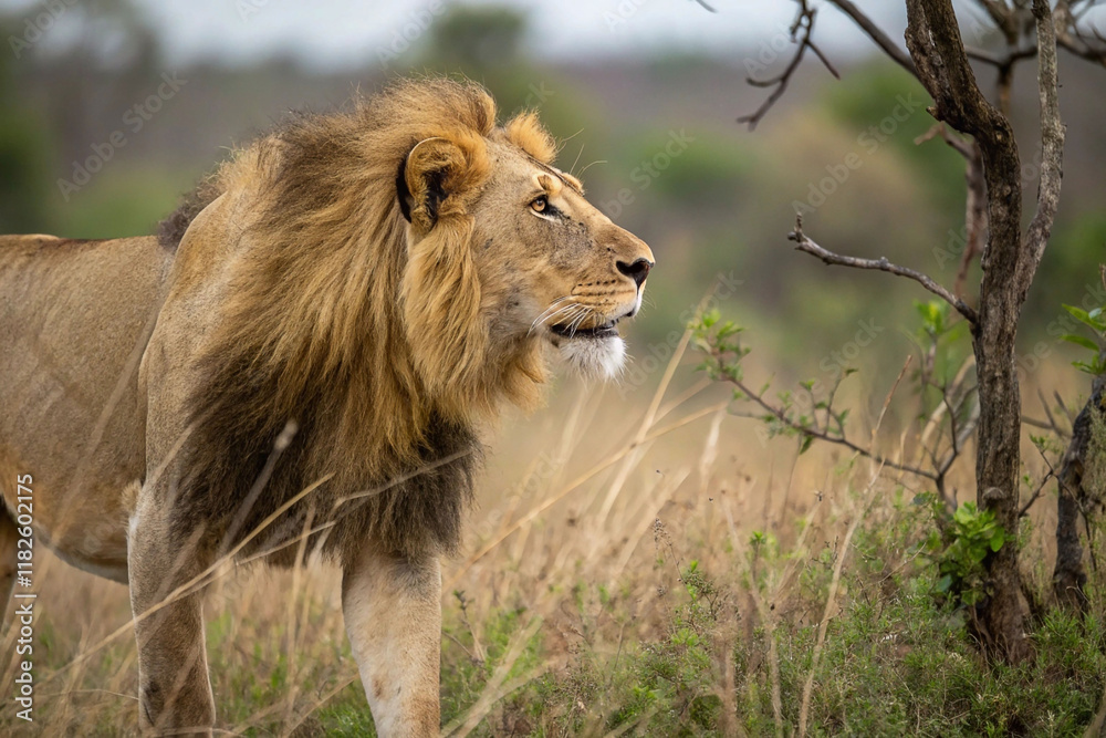 Fototapeta premium Majestic male lion walking in savanna grassland.
