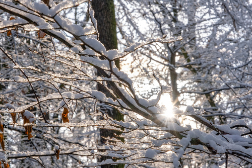 Sun shining through snow-covered trees