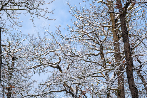 Fairytale snowy treetops with a blue sky in the background.