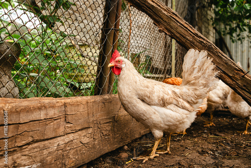 White Chicken Wandering Near a Wooden Fence in a Rustic Farmyard During the Daytime