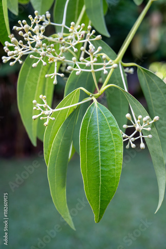 Cinnamon flowers photo